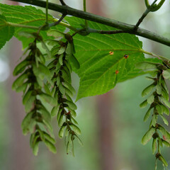 梅雨のど真ん中