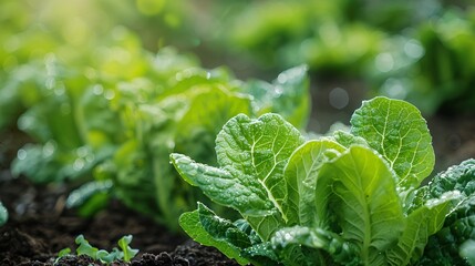 Close-Up of Fresh Green Lettuce in Garden