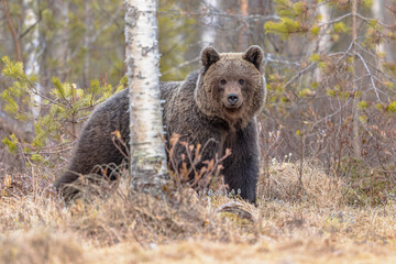 Eurasian brown bear waking up from hibernation