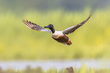 Northern shoveler flying off from water in wetland