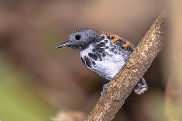 Spotted antbird guarding at army ant colony