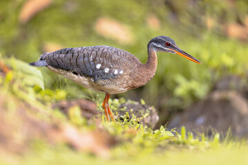 Sunbittern on river bank on bright background