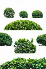 A collection of various tree and shrub species, perfect for nature or garden themes
