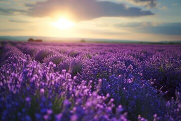 Obraz premium Lavender field lavender landscape grassland.