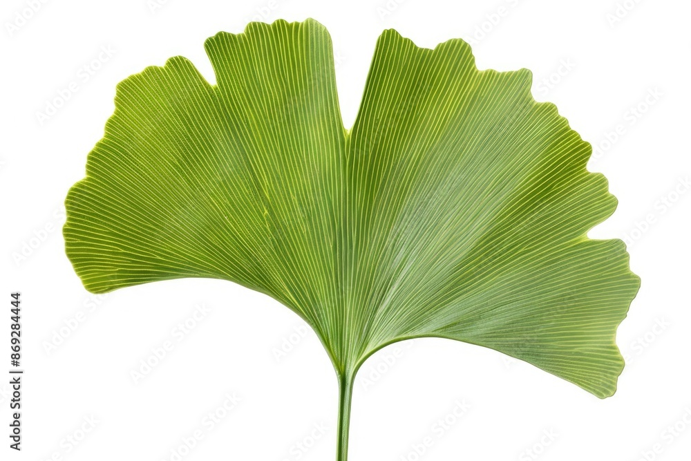 Poster a detailed shot of a single leaf on a white background, perfect for nature-inspired designs or as a 