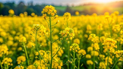 Obraz premium Vibrant yellow mustard blooms thrive in golden sunlight, delicate petals swaying gently amidst lush green foliage in a serene agricultural setting.