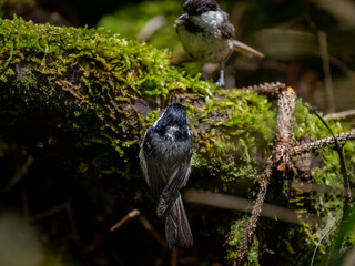 森の中の水場に次々と現れて水浴びをするヒガラたち