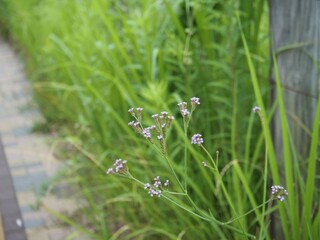 フェンスの傍で咲いているアレチハナガサ
