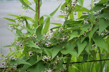 Obraz premium ヘクソカズラの花が咲いている