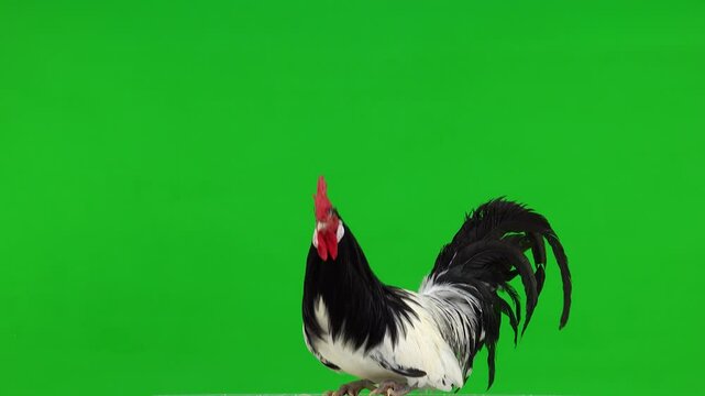 rooster sits and then rises and sits again on a green screen