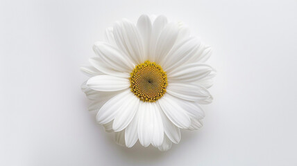 Obraz premium A white daisy, captured from above with its center clearly visible against a white background
