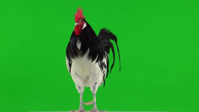 rooster looks in different directions on a green screen