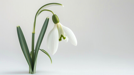 Obraz premium A white snowdrop flower, viewed from the side against a white background