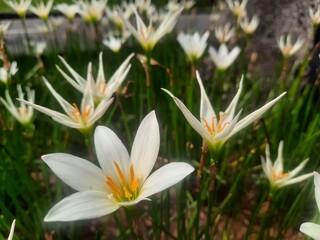 White crocus flowers in the park photography