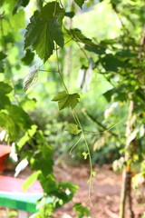 Grape vine with green leaves and young shoots ready to bloom and fruit..
