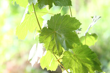 Grape vine with green leaves and young shoots ready to bloom and fruit..