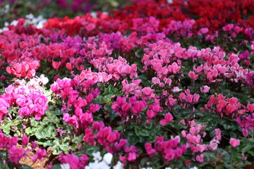 Cyclamen flowers are blooming beautifully in the flower beds.