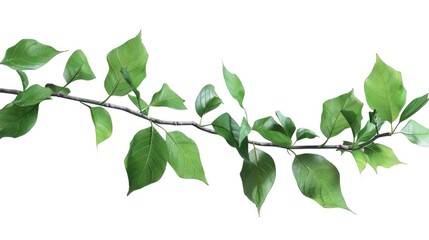 A natural branch of a tree with vibrant green leaves