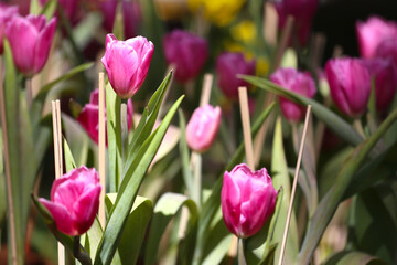 Pink tulips are blooming in a flower bed surrounded by colorful flowers.