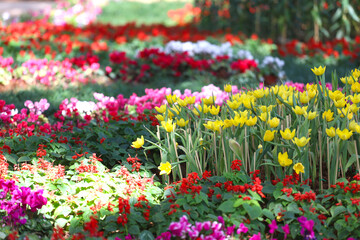 Yellow tulips are blooming in a flower bed surrounded by colorful flowers.