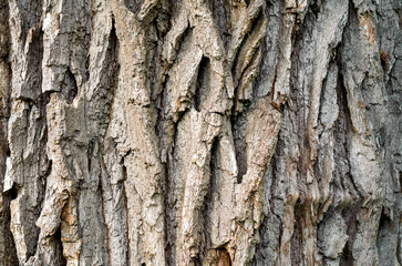 old tree trunk close up