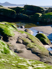Petrified forest only visible at low tides. Tide pools, tree stumps, mossy rock and water. PNW...