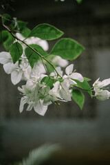 Bougainvillea spectabilis, also known as great bougainvillea, is a species of flowering plant