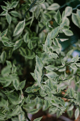 Euphorbia tithymaloides is a perennial succulent spurge