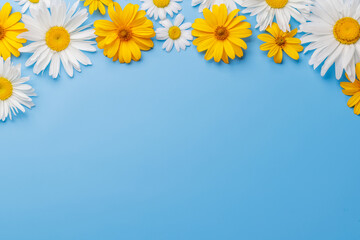 Various chamomile flowers on a colorful background