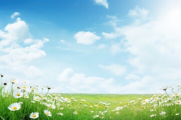 Spring landscape background grass sky asteraceae.