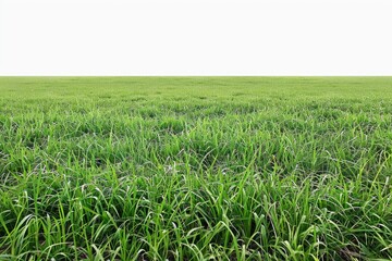 Fototapeta premium A serene landscape featuring a lush green grass field with a clear blue sky in the background, suitable for use as a background or for depicting outdoor activities