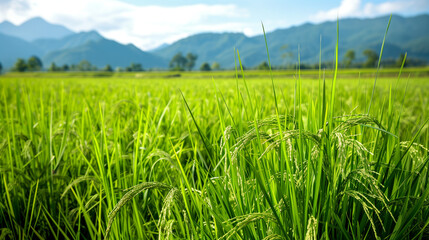 Fototapeta premium Rice Paddy Field Landscape