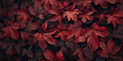 Obraz premium A cluster of bright red leaves stuck to a wall