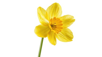 Naklejka premium A bright and cheerful yellow flower displayed in a transparent glass container