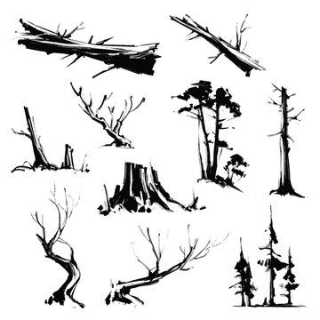 Dry and dead trees sketches. Vector