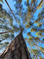 Große Bäume von unten in den Himmel ragend fotografiert, Baumkronen