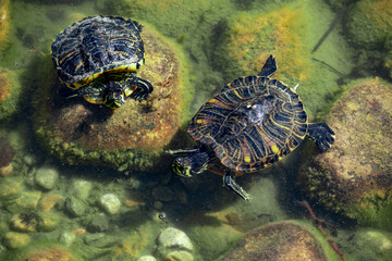 Two red-cheeked turtles in a pond