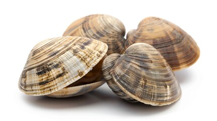 Close-up of Fresh Clams on a White Background
