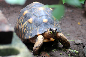 Portrait of radiated tortoise,The radiated tortoise eating flower ,Tortoise sunbathe on ground with his protective shell ,cute animal ,Astrochelys radiata ,The radiatedtortoise from Madagascar