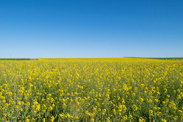 Obraz premium Campos de colza