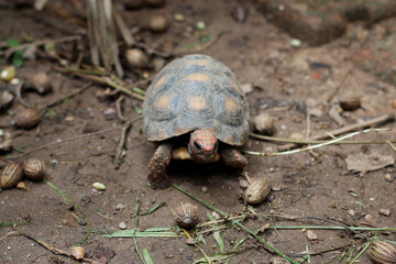 Cute small baby Red-foot Tortoise in the nature,The red-footed tortoise (Chelonoidis carbonarius) is a species of tortoise from northern South America