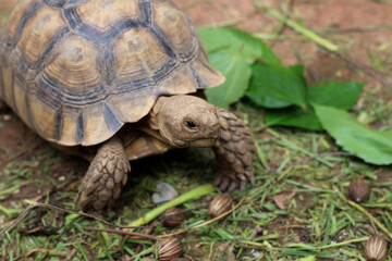 African Sulcata Tortoise Natural Habitat,Close up African spurred tortoise resting in the garden, cute animal ,Africa spurred tortoise sunbathe on ground with his protective shell ,Beautiful Tortoise
