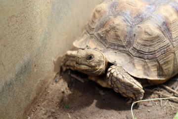 African Sulcata Tortoise Natural Habitat,Close up African spurred tortoise resting in the garden,...