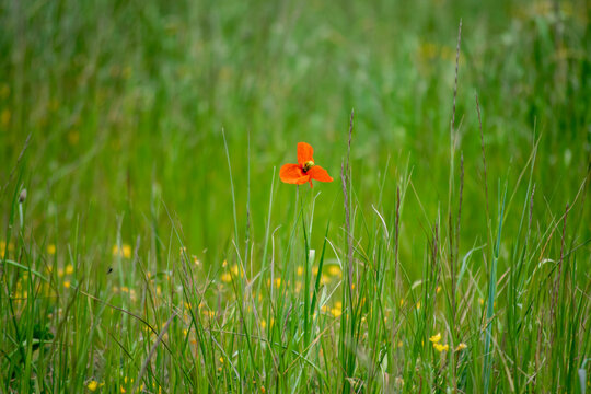 Amapola en mitad del campo