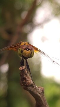 Super slow motion of dragonfly sits on branch filmed with macro, Nature Background, Vertical Slow Motion Video.
