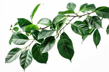 Fototapeta premium A branch of a tree with lush green leaves, perfect for nature or outdoor-themed designs