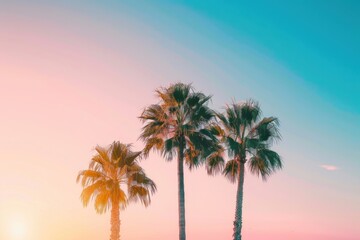 Tropical summer tree outdoors nature.