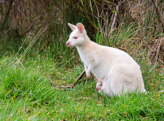 Albino wallaby with joey looking out from pouch.