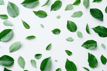 A natural tropical green leaf isolated on a clean png background, varying from botanical plant species.