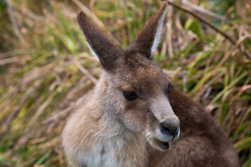 Close up of an Australian eastern grey kangaroo.